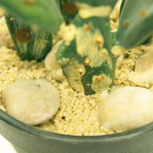 サボテン フェイク グリーン 造花 ウチワサボ...の詳細画像3
