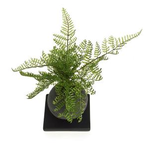 盆栽 シノブ シダ植物 檜 炭 ボール 黒皿 ...の詳細画像1