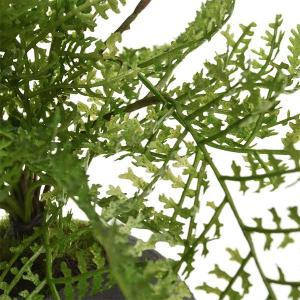 盆栽 シノブ シダ植物 檜 炭 ボール 黒皿 ...の詳細画像2