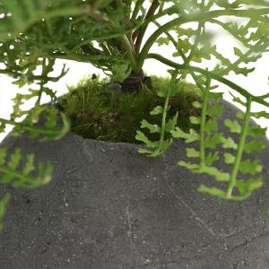 盆栽 シノブ シダ植物 檜 炭 ボール 黒皿 ...の詳細画像3