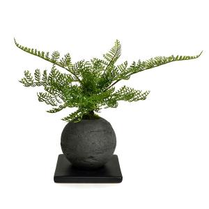 盆栽 シノブ シダ植物 檜 炭 ボール 黒皿 ...の詳細画像5