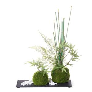 盆栽 モミジ トクサ 苔玉 セット 青紅葉 フ...の詳細画像2