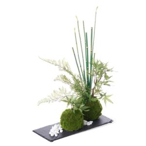 盆栽 モミジ トクサ 苔玉 セット 青紅葉 フ...の詳細画像3