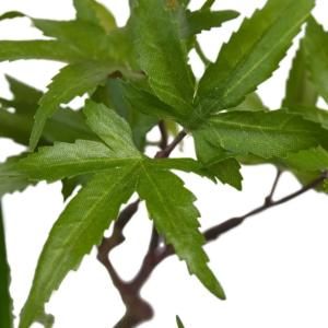 盆栽 モミジ トクサ 苔玉 セット 青紅葉 フ...の詳細画像5
