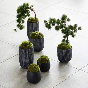 盆栽 苔盆 S 苔 コケ こけ フェイクグリー...の詳細画像2