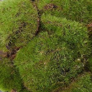 盆栽 苔盆 S 苔 コケ こけ フェイクグリー...の詳細画像5
