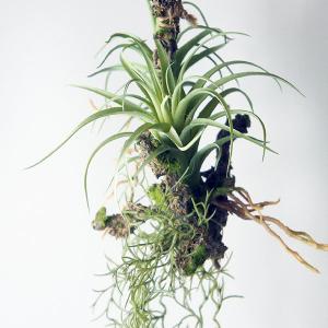 フェイクグリーン 造花 大型 64cm ロング...の詳細画像1