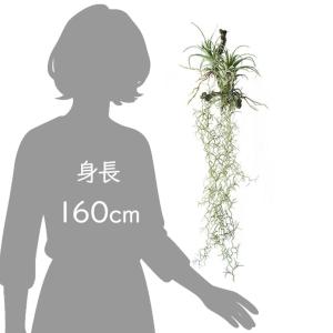 フェイクグリーン 造花 大型 64cm ロング...の詳細画像5