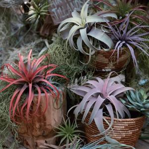 フェイクグリーン 観葉植物 人工観葉植物 造花...の詳細画像1
