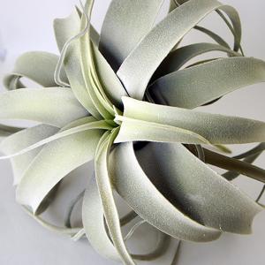 フェイクグリーン 観葉植物 人工観葉植物 造花...の詳細画像2