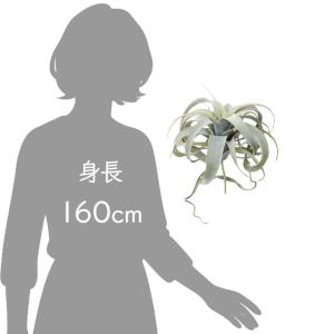 フェイクグリーン 観葉植物 人工観葉植物 造花...の詳細画像5