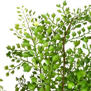 フェイクグリーン 観葉植物 人工観葉植物 造花...の詳細画像2
