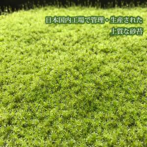 苔 庭 国産 58×28cm 1トレー 砂苔 ...の詳細画像1