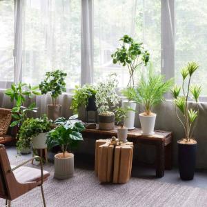 フェイクグリーン 観葉植物 人工観葉植物 アイ...の詳細画像1
