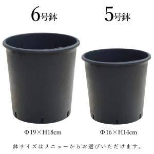 フェイクグリーン 観葉植物 人工観葉植物 アイ...の詳細画像5