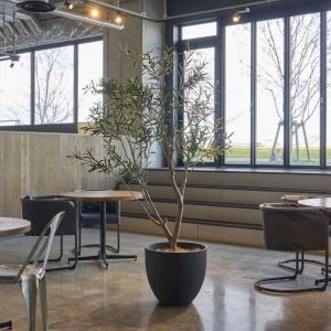 オリーブ フェイクグリーン 大型 人工観葉植物...の詳細画像1