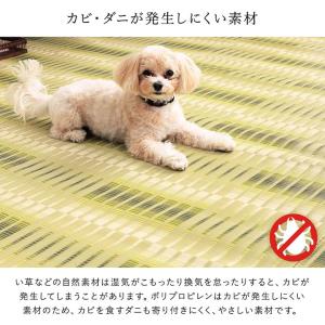 洗える ござ 日本製 国産 カーペット 丈夫 ...の詳細画像5
