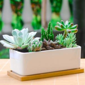 植木鉢 陶器 多肉植物 サボテン 鉢 竹 トレー 付き おしゃれ インテリア｜vintel