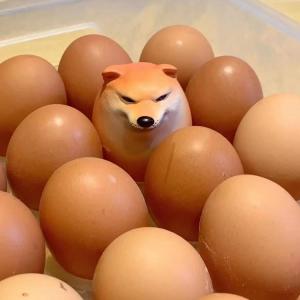 柴犬 スクイーズおもちゃ エッグドッグ 卵 5...の詳細画像4