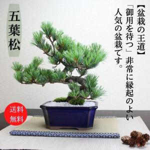 小品盆栽　四国五葉松　祝い ギフト gift 誕生日祝 開店祝 御祝 御結婚祝い プレゼントにも bonsai｜盆栽ショップ わびさび Yahoo!店