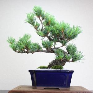 小品盆栽 四国五葉松 祝い ギフト gift ...の詳細画像1