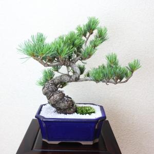 小品盆栽 四国五葉松 祝い ギフト gift ...の詳細画像2