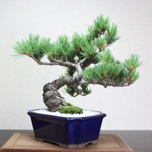 小品盆栽 四国五葉松 祝い ギフト gift ...の詳細画像4