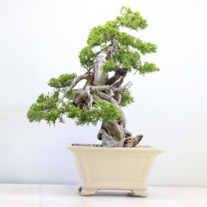 大品盆栽:極上糸魚川真柏 現品 しんぱく シン...の詳細画像2