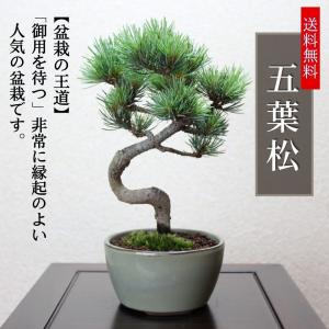 だ*い様 五葉松　盆栽 小品盆栽 四国五葉松 祝い ギフト gift 誕生日祝 開店祝 御祝 御