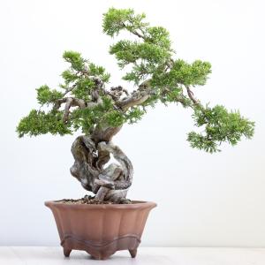 大品盆栽:極上糸魚川真柏 現品 しんぱく シン...の詳細画像2
