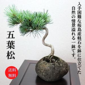 株）一樹園 石鎚五葉松 種100粒 送料無料 代引き日時指定不可（四国