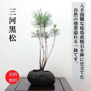 小品盆栽：特選寒ぐみ 現品*カングミ Kangumi : 遊恵盆栽 Yahoo!店