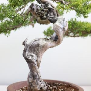 大品盆栽:極上糸魚川真柏 現品 しんぱく シン...の詳細画像3