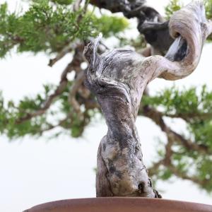 大品盆栽:極上糸魚川真柏 現品 しんぱく シン...の詳細画像4