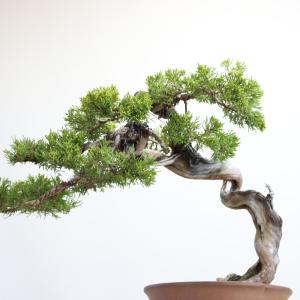 大品盆栽:極上糸魚川真柏 現品 しんぱく シン...の詳細画像5