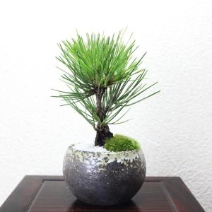 盆栽 松 錦松 樹齢13年 渾身の傑作 極太幹の「夢錦」 : 和心盆栽