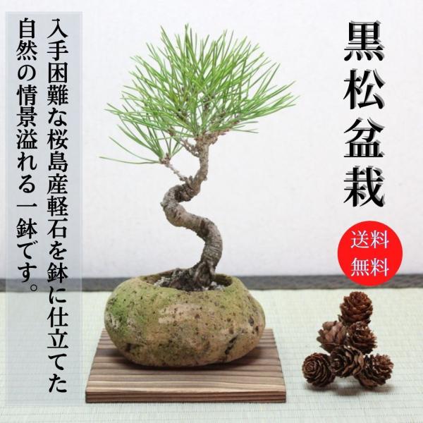 黒松　軽石　盆栽　bonsai