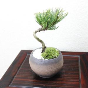 銀性八房 五葉松 ごようまつ bonsai 小品盆栽の詳細画像1