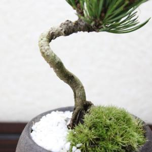 銀性八房 五葉松 ごようまつ bonsai 小品盆栽の詳細画像2