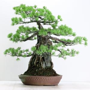 中品盆栽 極上五葉松石付き 現品 ごようまつ ...の詳細画像1