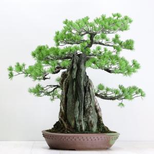 中品盆栽 極上五葉松石付き 現品 ごようまつ ...の詳細画像3
