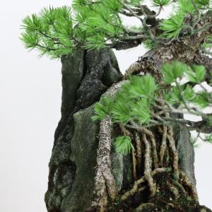 中品盆栽 極上五葉松石付き 現品 ごようまつ ...の詳細画像4