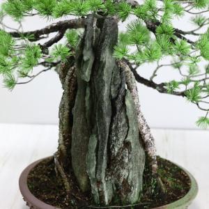 中品盆栽 極上五葉松石付き 現品 ごようまつ ...の詳細画像5