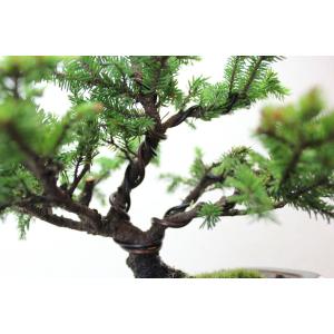 極上 八房性 エゾ松 盆栽 模様木 蝦夷松 エ...の詳細画像2