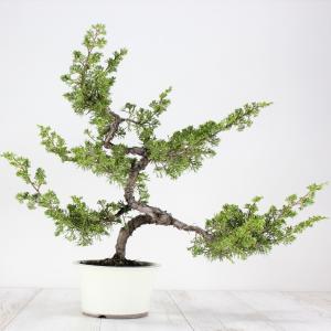 昌国 白染五葉芽つみ鋏 No,8005 : 盆栽ショップ わびさび Yahoo!店