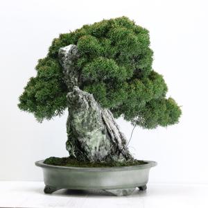 大品盆栽:極上糸魚川真柏石付き 現品 しんぱく...の詳細画像1