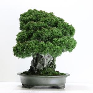 大品盆栽:極上糸魚川真柏石付き 現品 しんぱく...の詳細画像2