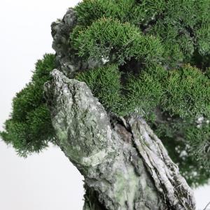 大品盆栽:極上糸魚川真柏石付き 現品 しんぱく...の詳細画像3