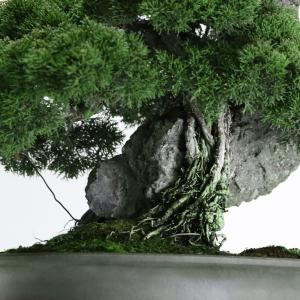 大品盆栽:極上糸魚川真柏石付き 現品 しんぱく...の詳細画像5