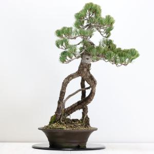 小品盆栽宮様楓 Amazon.co.jp: ミヤサマカエデ【宮様楓】小品盆栽【泰寿園Online